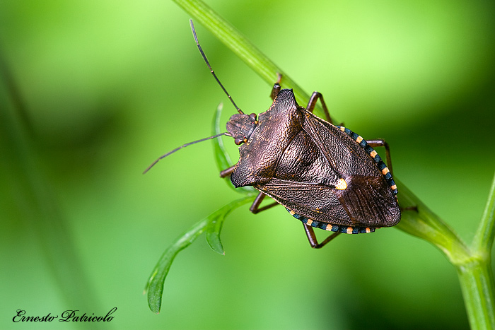 Pentatomidae: Pentatoma rufipes dell''Alto Adige